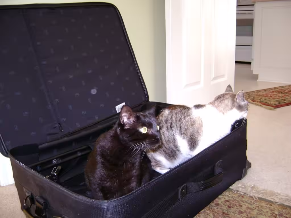 Cats in Luggage