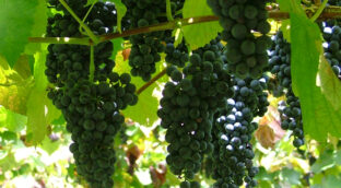 Fruitful Vine