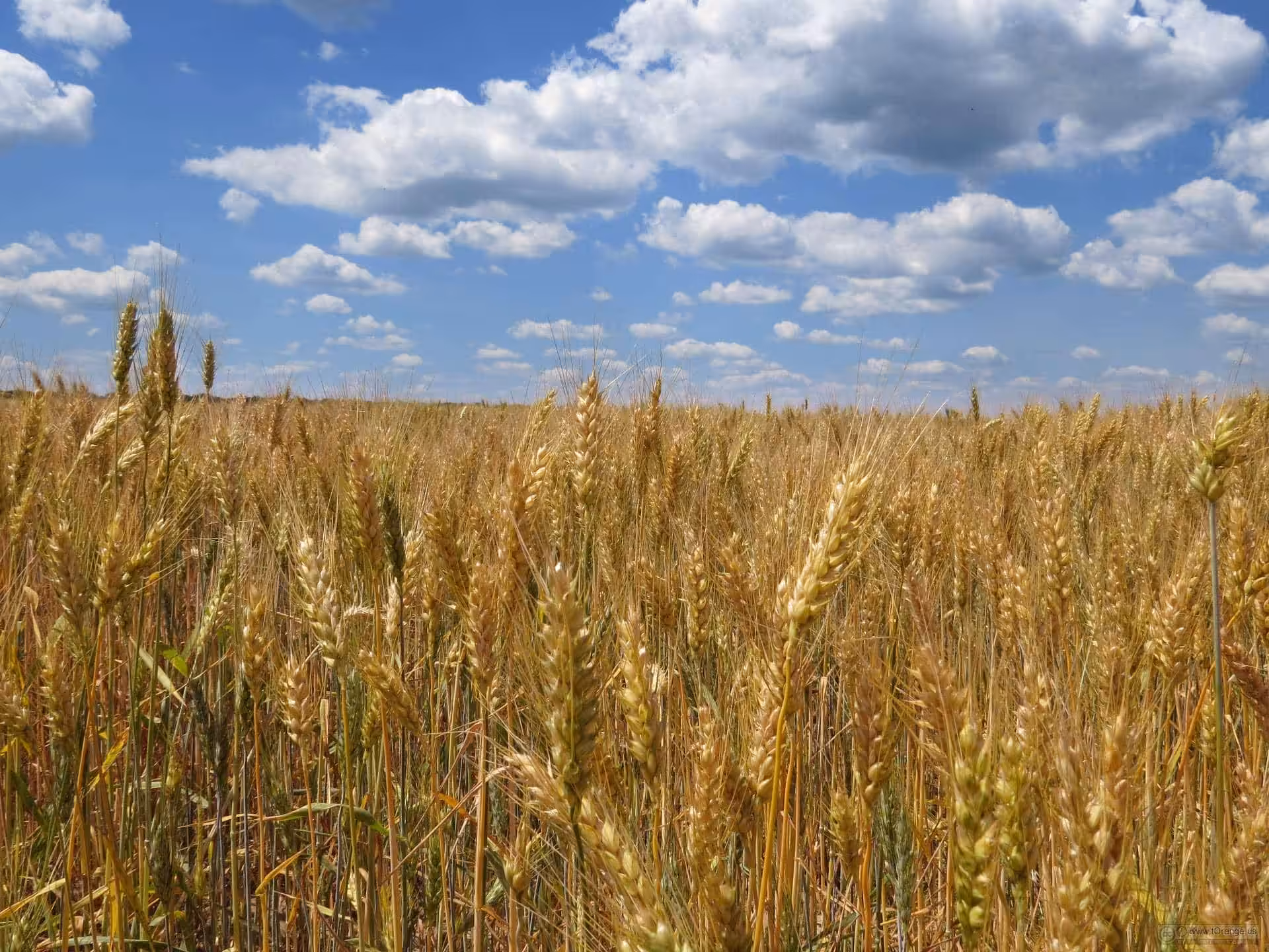 Jesus Provides Our Prosperity With Our Salvation 1 Harvest Time