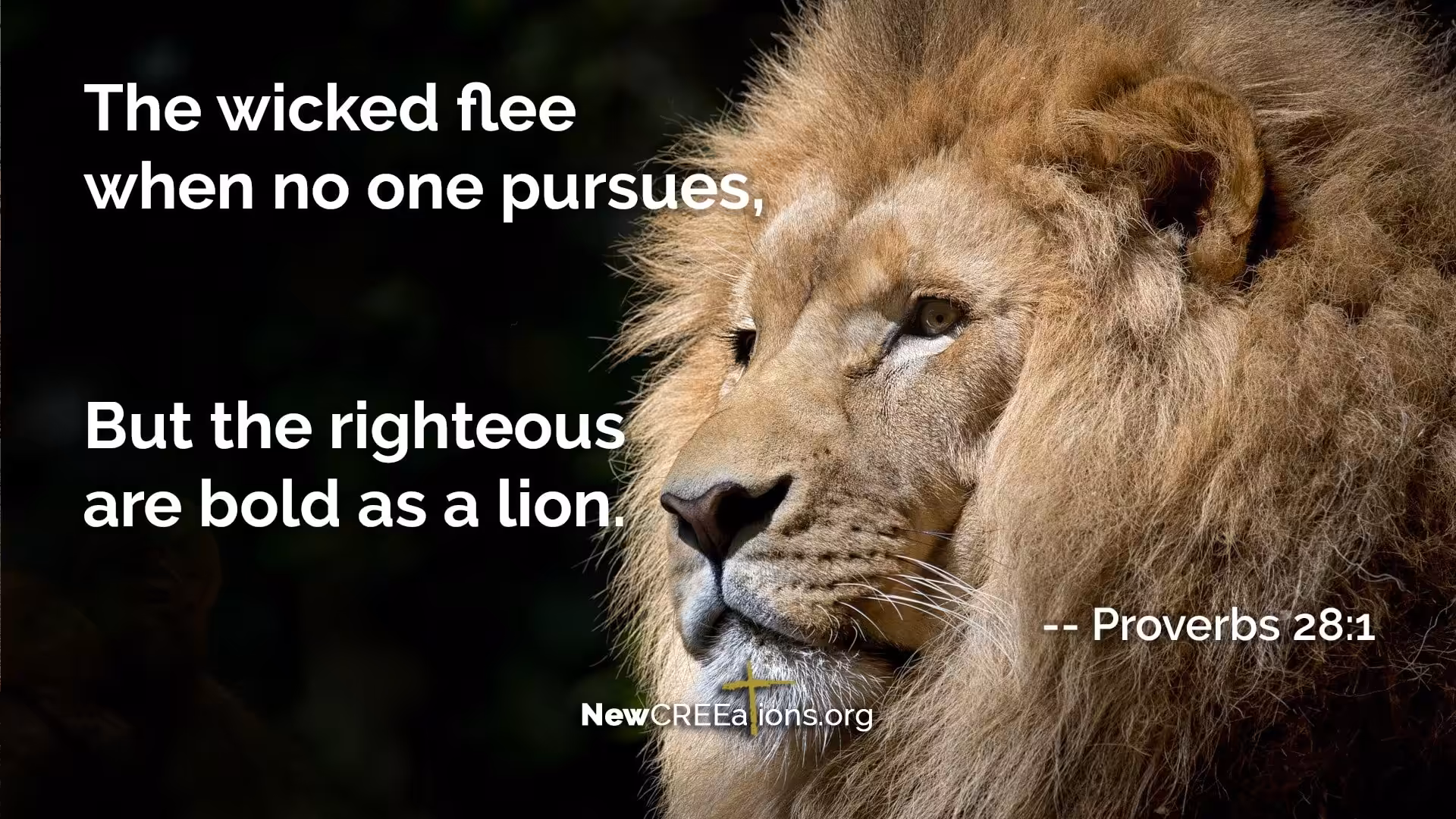 Bold As a Lion — Proverbs 28:1 1 Proverbs 28:1