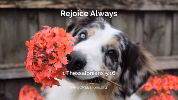 1 Thessalonians 5:16