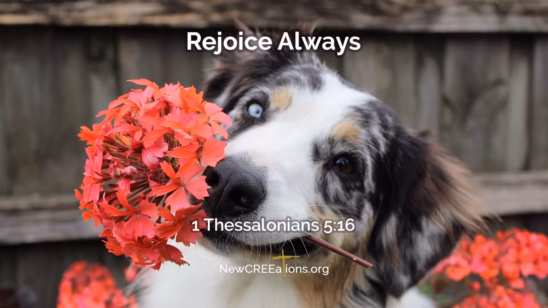 1 Thessalonians 5:16